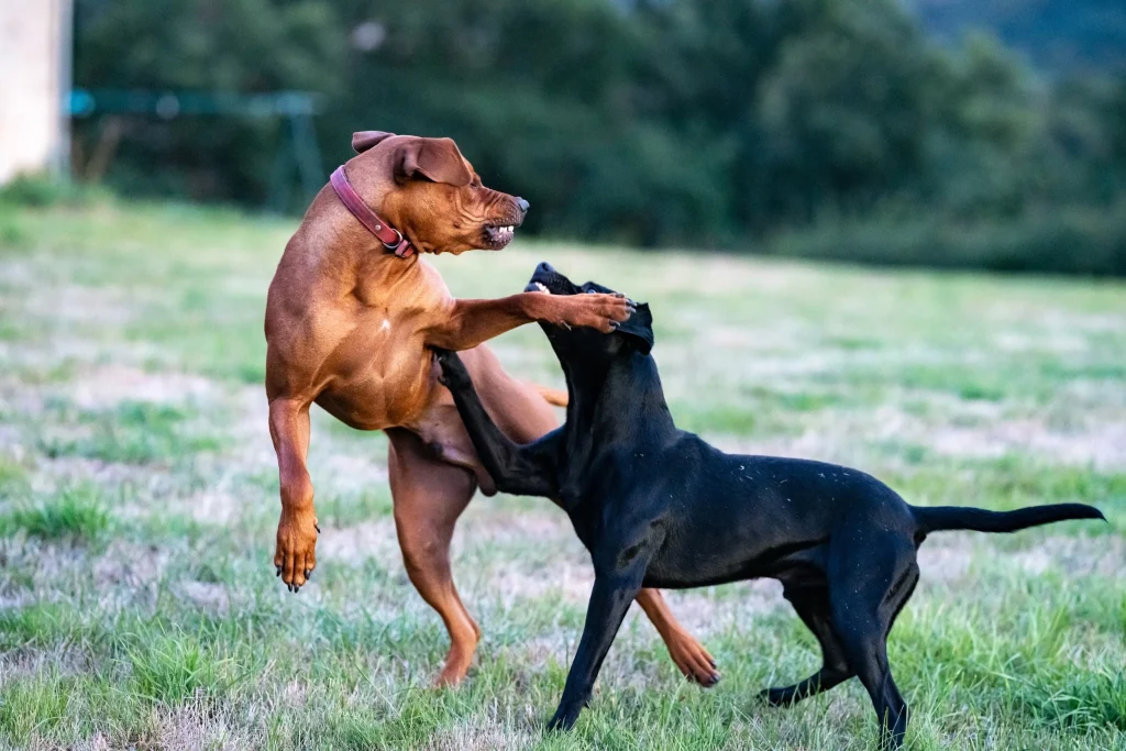 Aggression – Signs of anger or attacking behavior in pets.