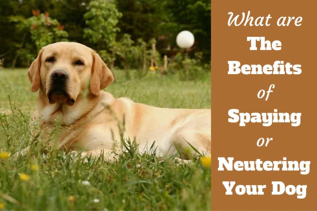 Benefits of neutering dogs