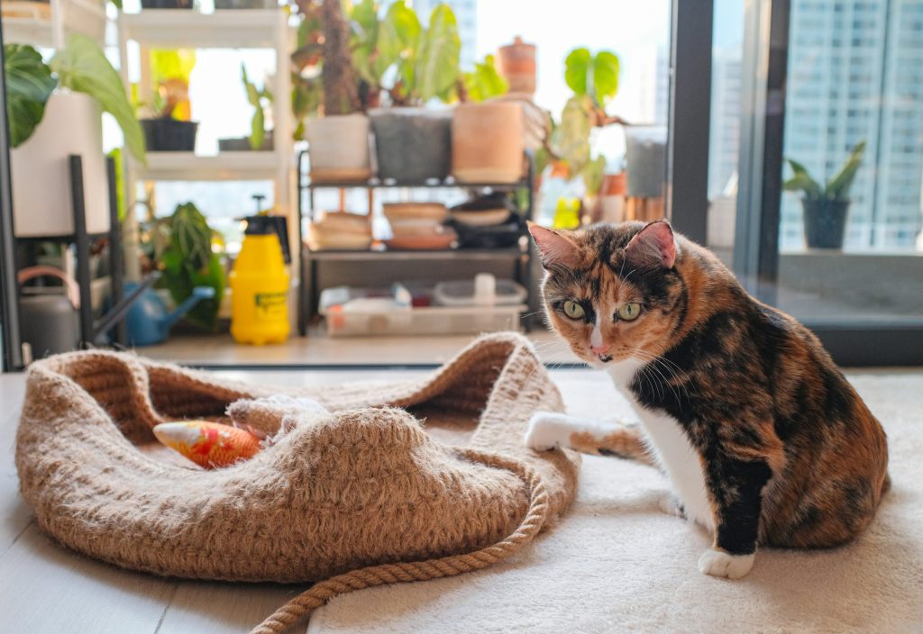 Safe and comfortable living environment for cats