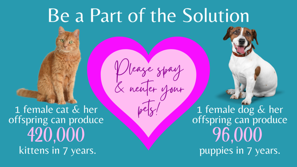 Spaying and neutering